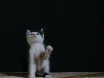 Cat looking away while sitting on table