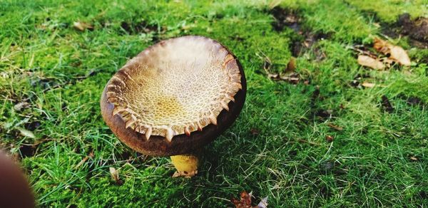 Close-up of mushroom growing on field