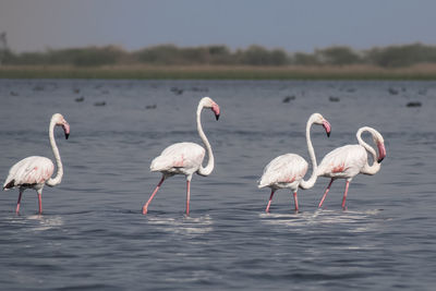 View of birds in lake