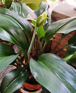 High angle view of flowering plant