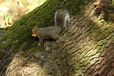 Close-up of squirrel on tree trunk