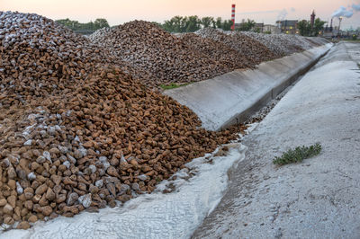 Sugar beets at factory