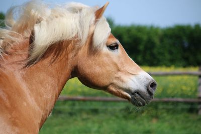 Close-up of horse on field