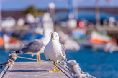 Close-up of seagull perching on shore