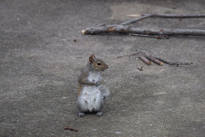 High angle view of squirrel on field