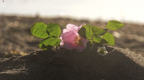 Close-up of pink flower plant