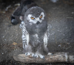 Close-up portrait of owl