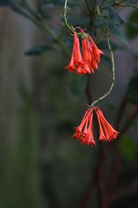 Close-up of red flower