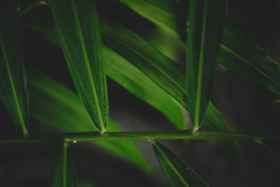 Close-up of raindrops on plant