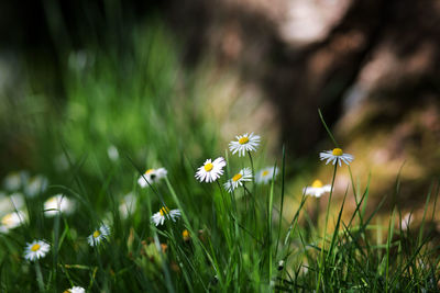 Close-up of cosmos flowers blooming in field