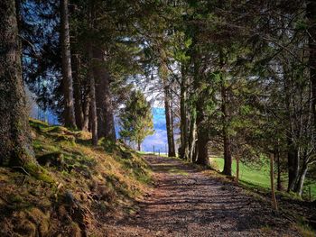 Footpath amidst trees in forest