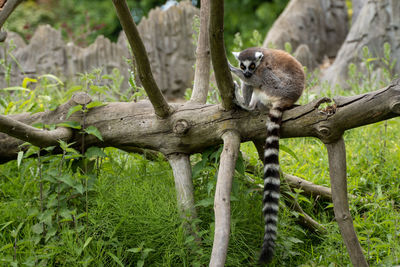 Squirrel sitting on tree
