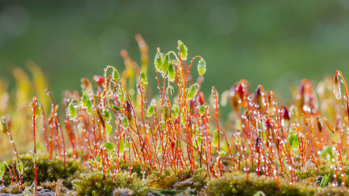 Close-up of flowering plants on field