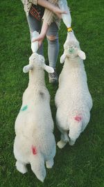 Dog standing on grassy field