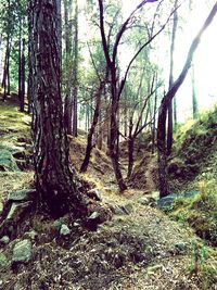 Trees in forest