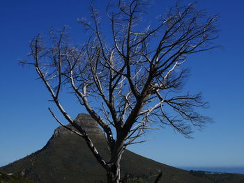 Low angle view of bare tree against clear blue sky