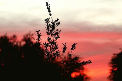 Silhouette tree against sky during sunset