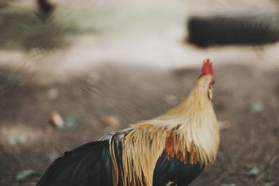 Close-up of rooster