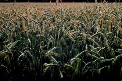 Full frame shot of crops on field