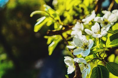 Close-up of white flowers on tree