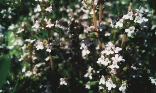 Close-up of white flowers blooming in garden