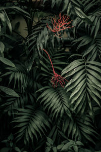 High angle view of plants growing outdoors