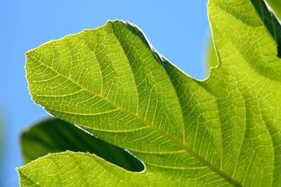 Close-up of green leaves