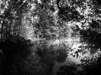 Reflection of trees on lake in forest