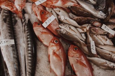 High angle view of fish for sale at market stall