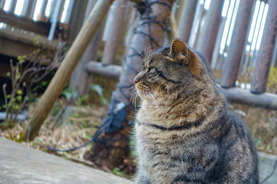 Close-up of cat sitting outdoors