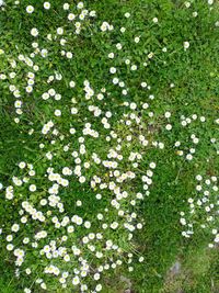 Full frame shot of flowers on grass