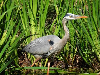 Close up view of great blue heron perching in grass