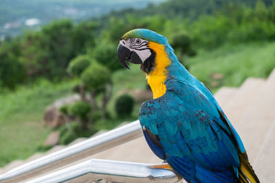 Close-up of a bird