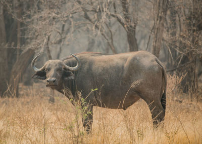 Water buffalo standing on field