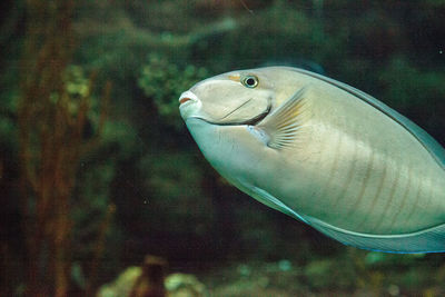 Close-up of fish swimming in sea