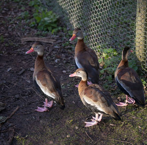 High angle view of duck on field