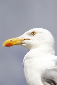 Close-up of seagull