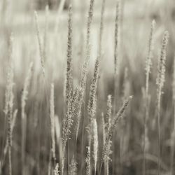 Close up of timothy grass