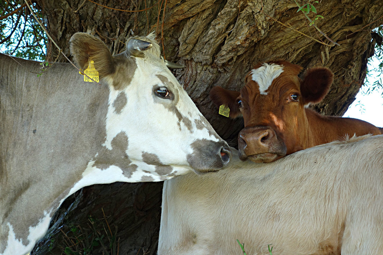 Cows in nature