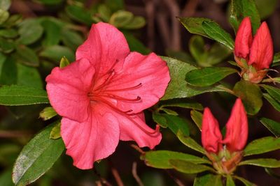 Close-up of pink flowers blooming outdoors