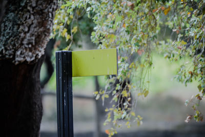 Close-up of sign on tree trunk