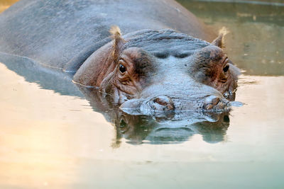 Close-up portrait of turtle in water