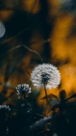 Close-up of dandelion against blurred background