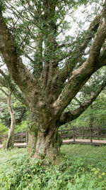 Trees in forest