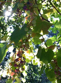 Low angle view of trees