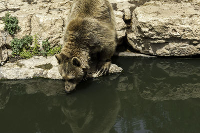 High angle view of grizzly bear drinking water at jerusalem biblical zoo