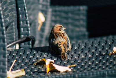 Close-up of bird perching on metal