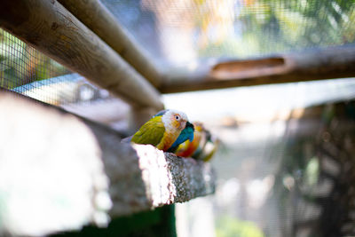 Close-up of parrot perching on branch