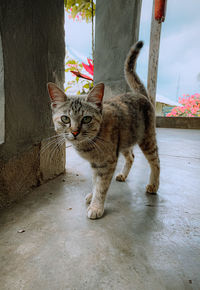 Portrait of tabby cat