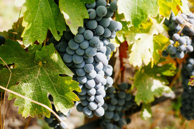 Close-up of grapes growing on plant